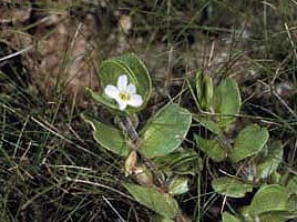 If we do not have a picture for this weed, or you can provide a better picture (scan, digital camera etc) please please e-mail it to us.