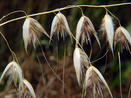 Avena Sterilis ile ilgili gÃ¶rsel sonucu