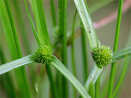 If we do not have a picture for this weed, or you can provide a better picture (scan, digital camera etc) please please e-mail it to us.