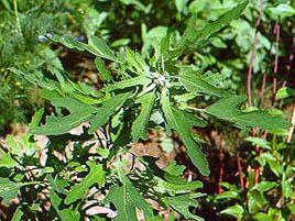 If we do not have a picture for this weed, or you can provide a better picture (scan, digital camera etc) please please e-mail it to us.