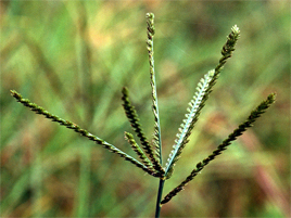 If we do not have a picture for this weed, or you can provide a better picture (scan, digital camera etc) please please e-mail it to us.